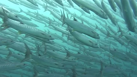 Swimming Through Barracuda Tornado at Sipadan Island Video stock 340586257