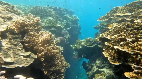 Swimming Through The Caverns Of The Great Barrier Reef Stock Footage 242424552
