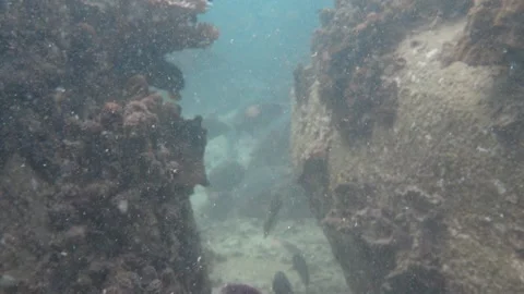Swimming-through, fish and particles Stock Footage 283276993