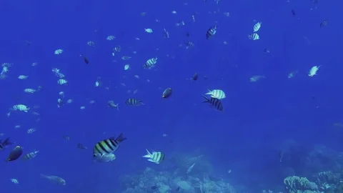 Swimming through a huge school of fish at the outer reef Stock Footage 84072825