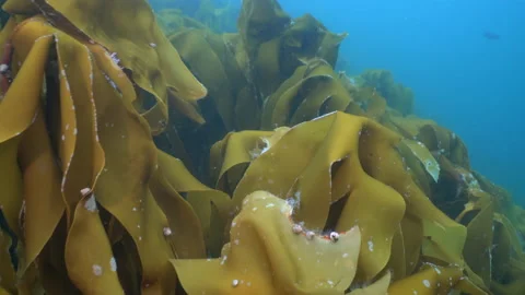 Swimming through kelp Stock Footage 136541369