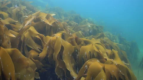 Swimming through kelp Stock Footage 136542060