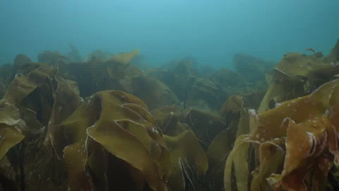 Swimming through kelp Stock Footage 136542785