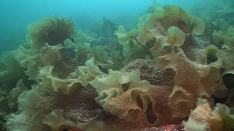 Swimming through kelp Stock Footage 136543245