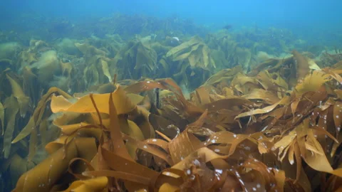 Swimming through kelp forest 스톡 동영상 136540170