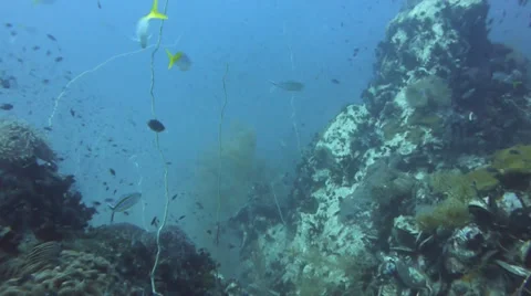 Swimming through pinnacles 動画素材 33070284