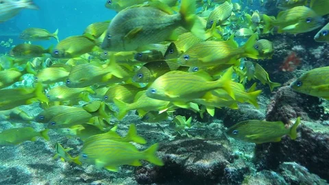Swimming through a school of fish in clear blue water A Stock Footage 107163390