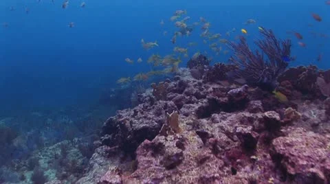 Swimming Through School of Fish 스톡 동영상 19083123