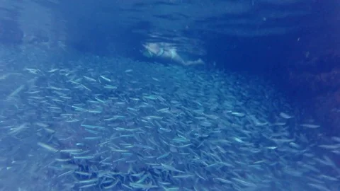 Swimming Through A School of Fish Stock Footage 76912549