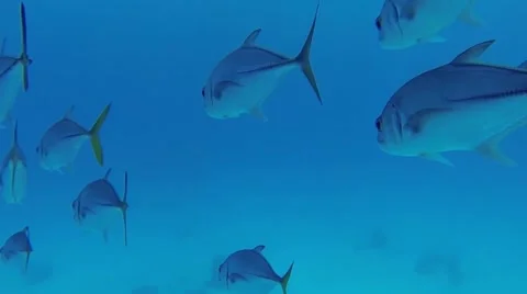 Swimming Through a School of Tropical Fish 스톡 동영상 45994527