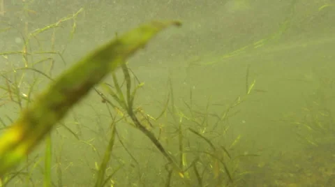 Swimming through Seaweed Stock Footage 57751424