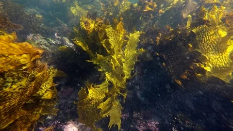 Swimming through seaweed Stock Footage 250431792