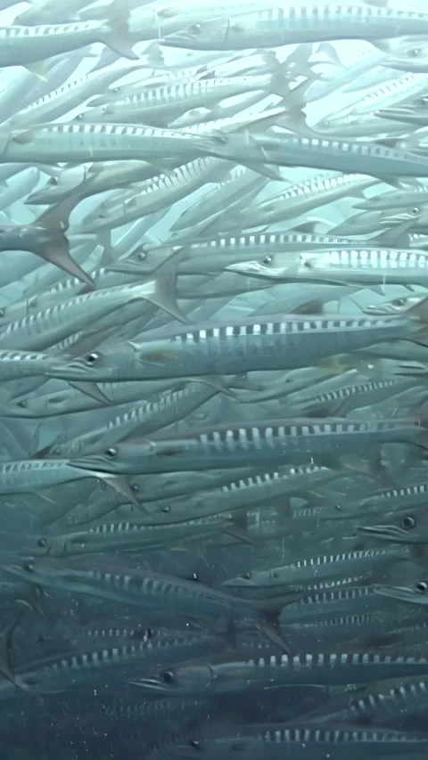 Swimming Through a Tornado of Barracuda in Sipadan Island Stock Footage 344785518