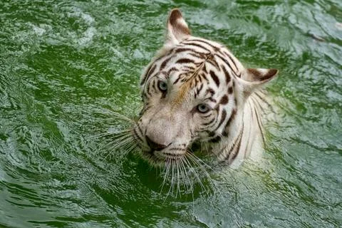 Swimming Tiger Foto stock