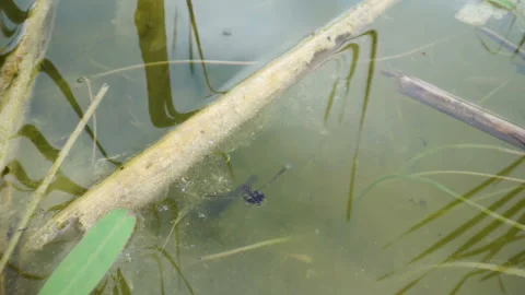 The swimming toad on the water swamp in the ground Stock Footage 134060913