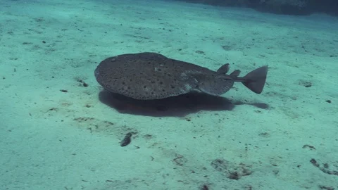 Swimming Torpedo Ray Video stock 97279057