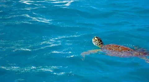 A swimming tortoise 库存照片