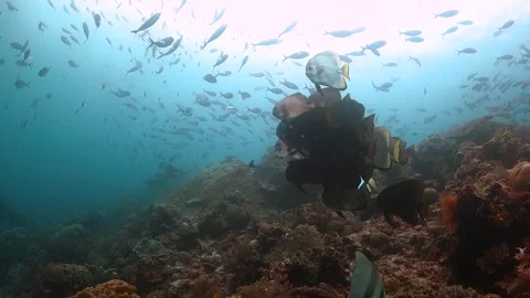 Swimming toward a school of batfish above the reef with schools of small fish Video stock 130242353