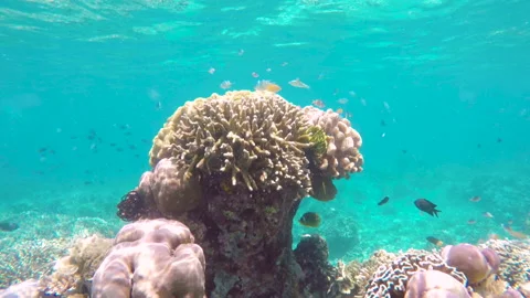 Swimming towards hard corals structure with tropical colorful fishes Stock Footage 135652272