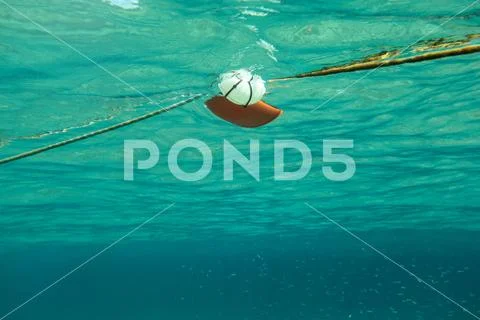 Swimming towards rope with red sea buoy, shoal of small fish on the right. Ab Stock Photos