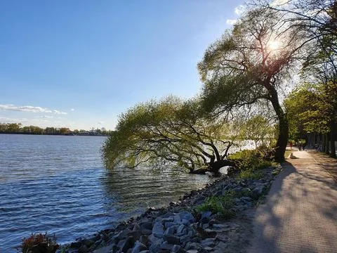 A swimming tree shade Stock Photos