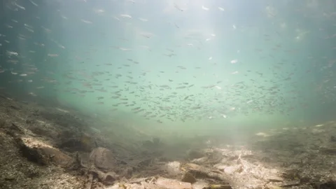 Swimming trough small schooling fish in the mangroves 4K Stock Footage 299920918
