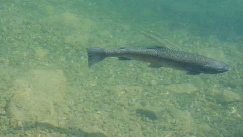 Swimming Trout Stock Footage 198892566