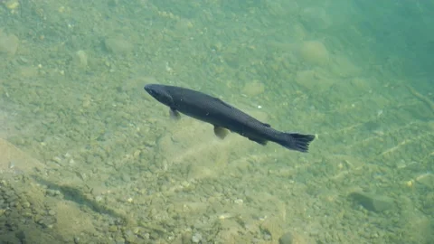 Swimming Trout Stock Footage 198892571