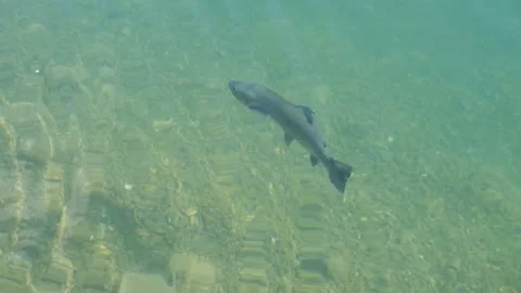 Swimming Trout Stock Footage 198892605
