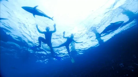 Swimming with Tuna Stock Footage 80181506