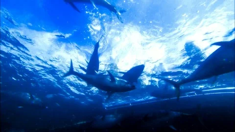 Swimming with Tuna Stock Footage 80181584