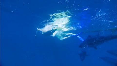 Swimming with Tuna Stock Footage 80181590