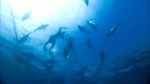 Swimming with Tuna Stock Footage 80181673