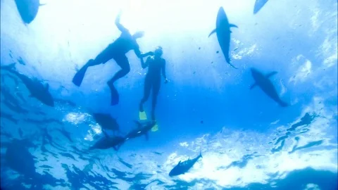 Swimming with Tuna Stock Footage 80181678