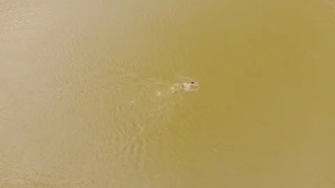 Swimming in a Turbid River Ecological Perspective Stock Footage 328964786
