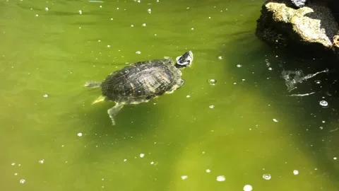 SWIMMING TURTLE 1 Video stock 135030780