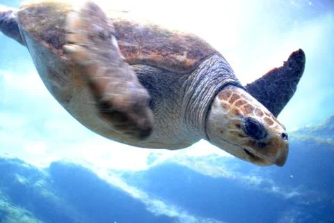 Swimming Turtle 1 Stock Photos