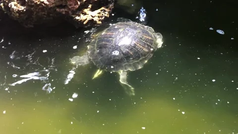 SWIMMING TURTLE 2 Video stock 135030869