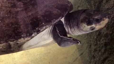 Swimming Turtle Close-Up Stock Footage 163492009