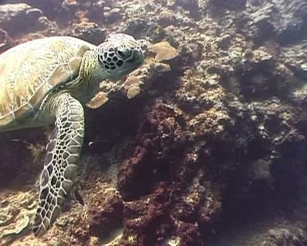 Swimming Turtle closeup Stock Footage 21221371