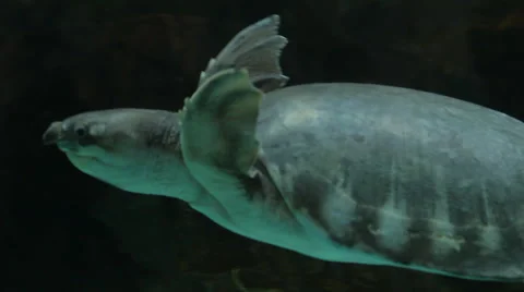 Swimming Turtle in dark Stock Footage 41593481