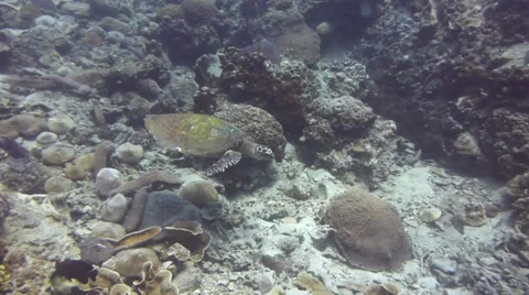 Swimming turtle Stock Footage 33106497