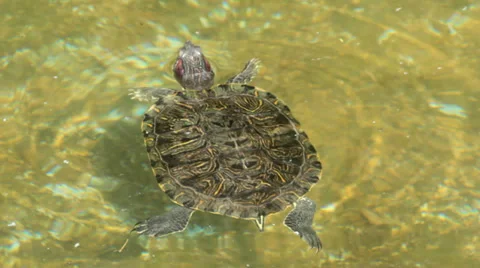 SWIMMING TURTLE Stock Footage 37795405
