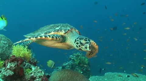 Swimming a Turtle Video stock 56791414