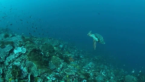Swimming To Turtle Stock Footage 82329538
