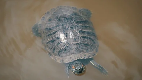 Swimming Turtle Stock Footage 92062420