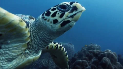 Swimming turtle Stock Footage 235132710