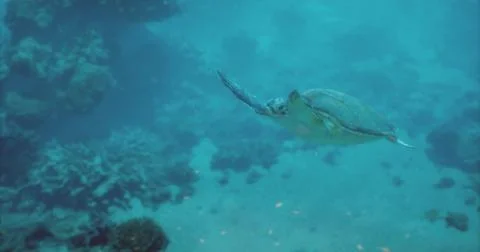 Swimming turtle gliding through clear ocean waters near coral reefs Stock Illustration