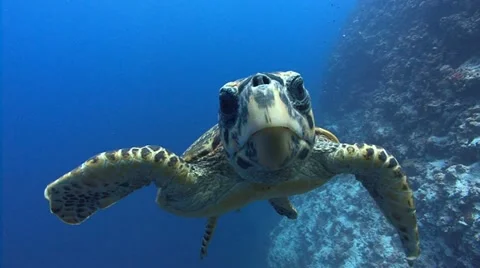 Swimming Turtle inspects viewer Stock Footage