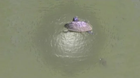 A swimming turtle in the lake Stock Footage 239872701